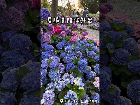 居服員陪同外出賞花｜#大安森林公園 #小麗居服員 #居服員