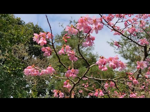 大岩神社