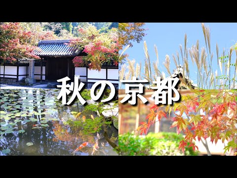 Autumn Foliage in Kyoto in 2023//Nanzenji Tenju-an and more/Travel in Kyoto/Autumn in Kyoto