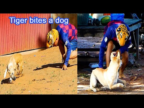 Fake Tiger bites a dog prank.