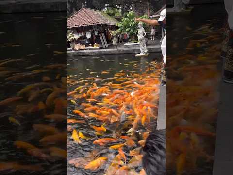 Koi Fish #shorts #shortvideo #indonesia #bali #temple #tirtaempultemple #short #balinesewatertemple