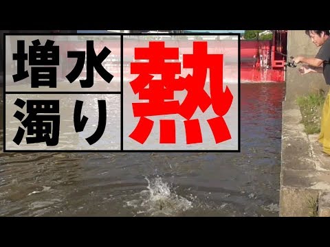 増水後の川釣りは熱い！雷魚、鯰、シーバス、何がヒットするか！？