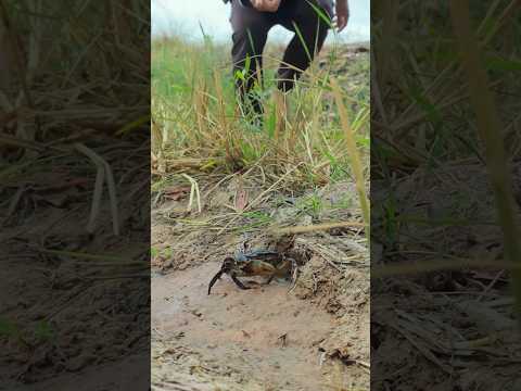 Survival Skills: New Idea For Catching Crab🦀🦀 #survival #outdoors #shorts