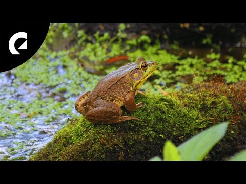 Frog Sounds 🐸 Insects, Crickets and Wind Ambience for Focus and Relax (10 Minutes)