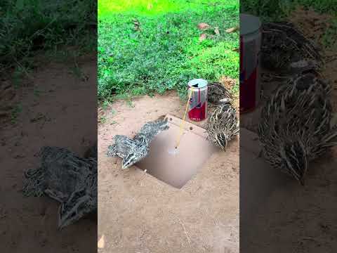 Simple Quail Trap Using Cardboard Box And Cans