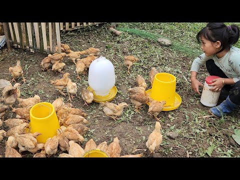 Uncle Quoc didn't come today - Poor girl, taking care of chickens and ducks alone