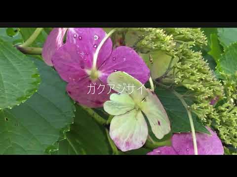 Hydrangea macrophylla　October 2022