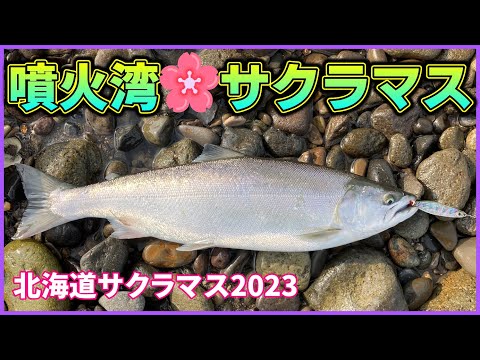 【北海道サクラマス2023】噴火湾：活発に跳ねまくる6月中旬のサクラマス🌸