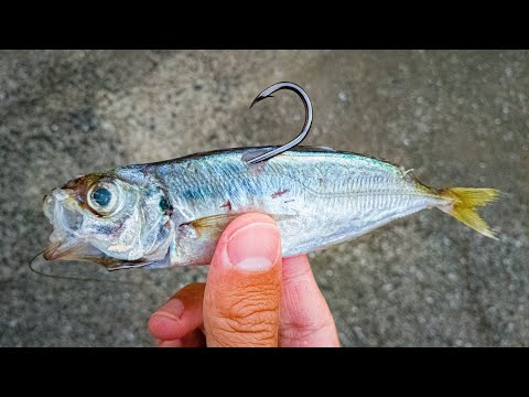 We caught a flathead and the horse mackerel to the bait