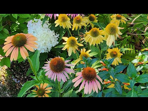 Live in the Garden! See What's Happening! #live #garden #flowers