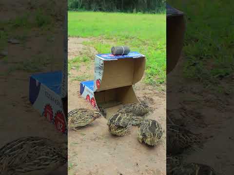 Super Creative Unique DIY Quail Trapping #youtubeshorts #ytshorts #shorts