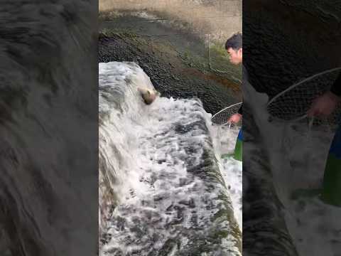 Gumulong mula sa taas ng dam