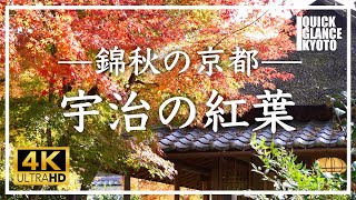 京都紅葉 🍁宇治 〜 宇治川沿い、平等院、興聖寺など各所で美しい紅葉を見ることができます。京都の秋、錦繍の宇治をご覧ください。