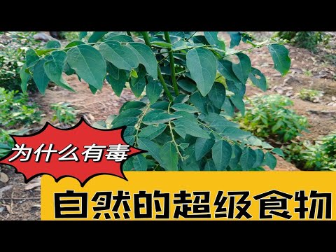 Money菜(树仔菜)Sweet Leaves。很好吃但是，有什么好处和坏处。什么时候不能吃？What's the benefit Sweet Leaves?