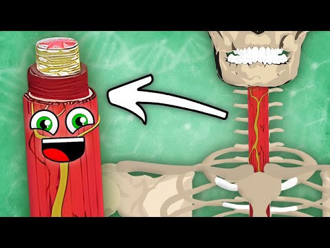 I Am Your Esophagus! | The Human Esophagus Song | KLT Anatomy