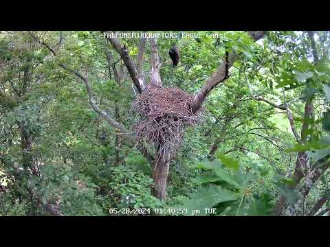 5/28/2024 can you spot the eaglet?