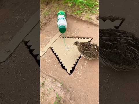 DIY Creative - Create Amazing DIY Bird Trap #diy_creative #shorts