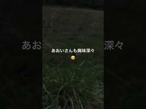 きつねさん🦊似てるけど違うなあ😅登山犬あおいが見つけた隣人😂