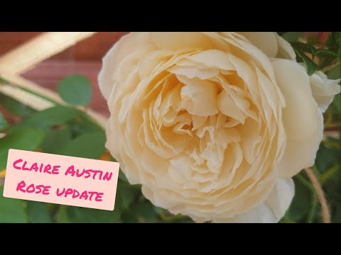 Claire Austin English Climbing Rose Update - Making DIY Rose Water from David Austin Roses