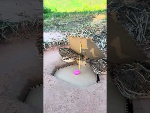 Really Good Quail Trap Using Cardboard Box #shortsvideo