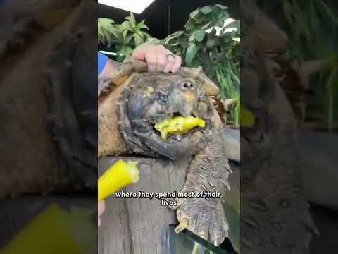 The Reason Why Snapping Turtles Have Aggressive Bitting Speed