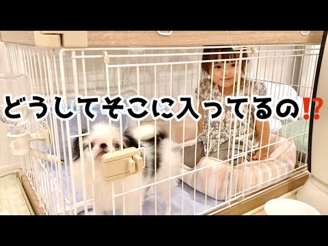 ワンちゃんのお世話出来るかな？（2歳7ヶ月）