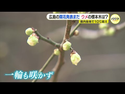 寒さ一転 “春の陽気”に　ウメの花はまだ咲かず…「しばらく時間がかかりそう」　昨秋の猛暑＆この冬の寒波が影響か