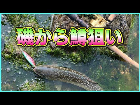 【磯】函館：釣りキチ兄弟、市内の磯場で海鱒(サクラマス&アメマス)狙い！