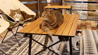 アウトドアリビングを探検するねこ。-Cats explore outdoor living space.-