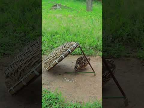 Quick Quail Trapping #birdtrap #animaltrap