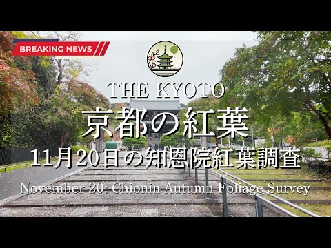 [Breaking News] The autumn foliage conditions at Chion-in Temple on November 20