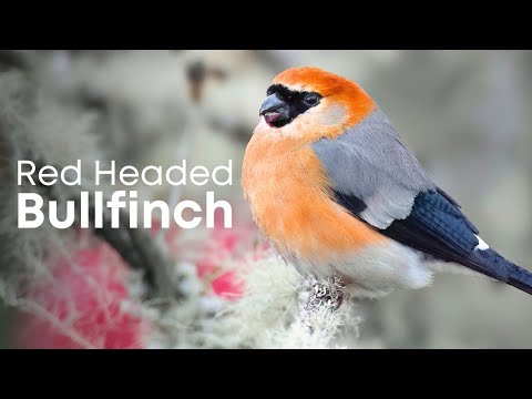 Red Headed Bullfinch Singing - Bird Calls to Attract Birds