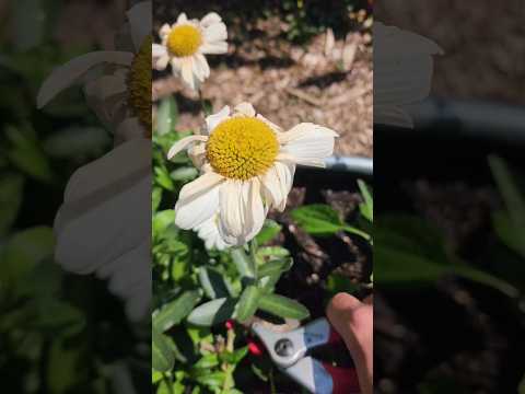 Deadheading 8 Flowers in Less Than 30 Seconds #shorts #flowers #summergarden