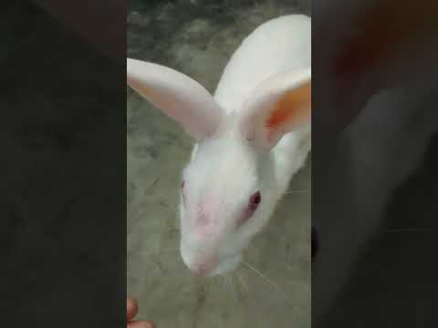 #cute sa bunny # mera pyara dora# dora ki sari badmasi# 🐇🐇🥰🥰