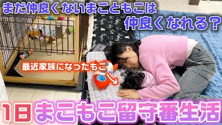 最近飼い始めたわんちゃん（もこ）と仲良くないまこは1日一緒に過ごしたら仲良くなれる？？24時間まこもこ留守番生活をやってみた結果・・・【24時間】