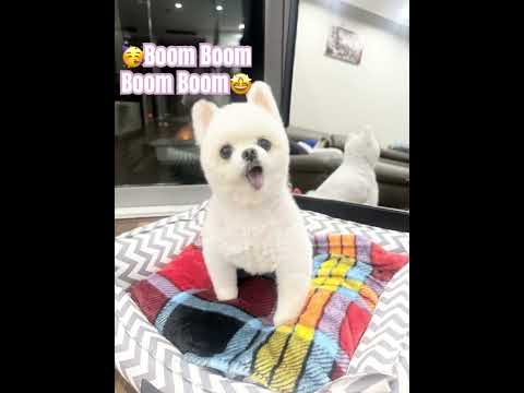 #boomboomboomboom  #신나는음악#강아지 #pets #cute#coversong