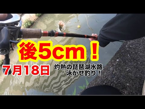 【後5cm】#バスフィシング#バス釣り #琵琶湖 #琵琶湖バス釣り #ランカー #泳がせ