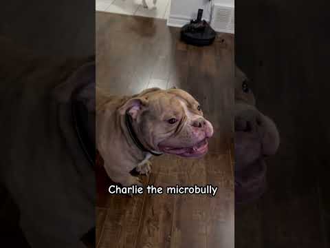 Charlie the handsome microbully #americanbully #ezfam #petdog #doglove #americanbullies #dogvideos