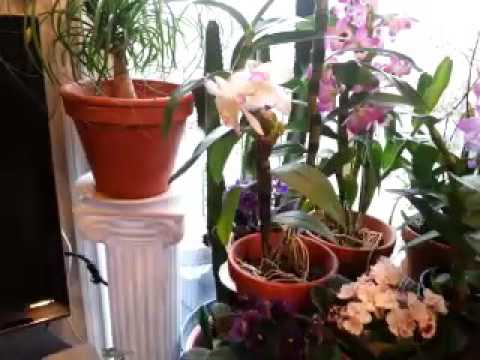 Orchid garden on winter Pei(1)