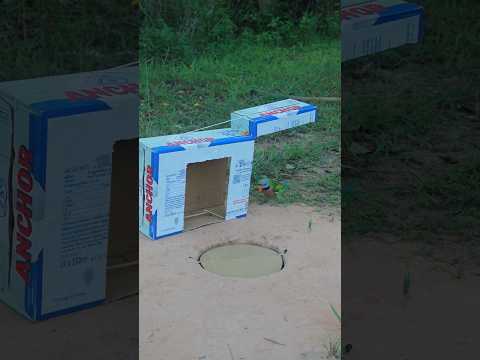 2 Effective in 1 Trap - Build Underground Technique Parrot Trap #ytshorts #shorts #animaltrap