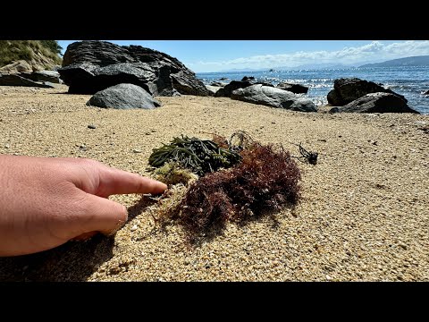 Making Japanese Jelly Noodles from Seaweed Washed Ashore After a Typhoon