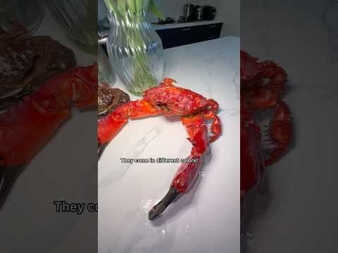 Cooking MASSIVE Asian Red Crab