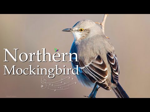 Northern Mockingbird Song | Birds Calls - Birds Sounds Youtube