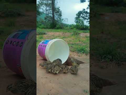 Creative DIY Quail Bird Trap Using U-90 Bottle Drop Down in the Hole #ytshorts #birdtrap #animaltrap