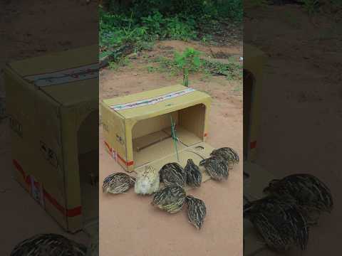 Primitive DIY Bird Trap #ytshorts #shorts #animaltrap