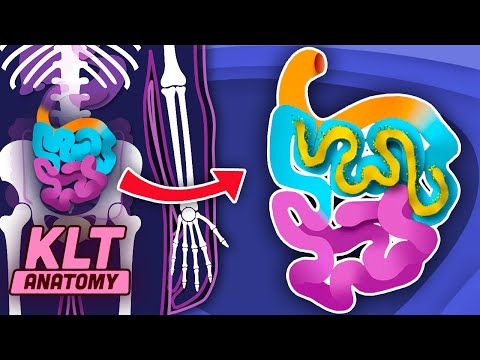 I Am YOUR Small Intestine! | The Small Intestine Song | KLT Anatomy