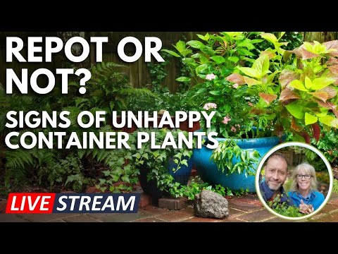 💚 Live | Repot or Not? Signs of Unhappy Container Plants 😮 #live #garden #container