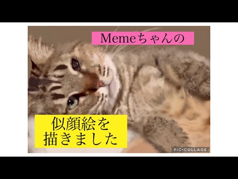 【だいたい寝てる】みぱねさんちのメメちゃんの似顔絵を描きました。#猫イラストリアル