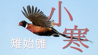 【七十二候の暮らし】小寒｜雉始雊