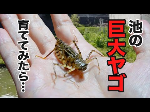 とんでもないトンボがうまれてきた！